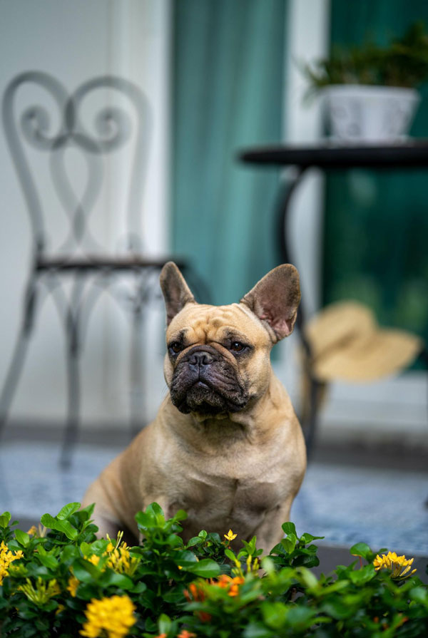 Comportement du Bouledogue Français