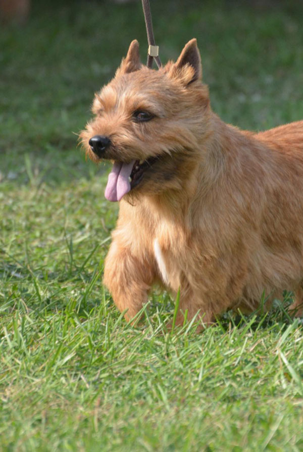 Comportement du Cairn Terrier