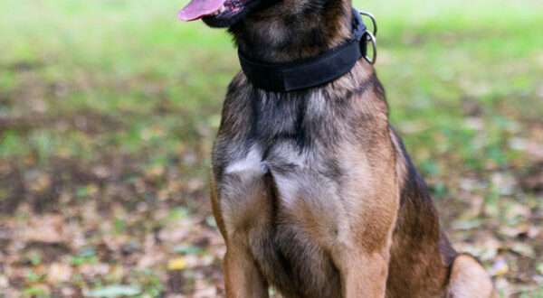 Cout d'entretien d'un Berger Belge Malinois