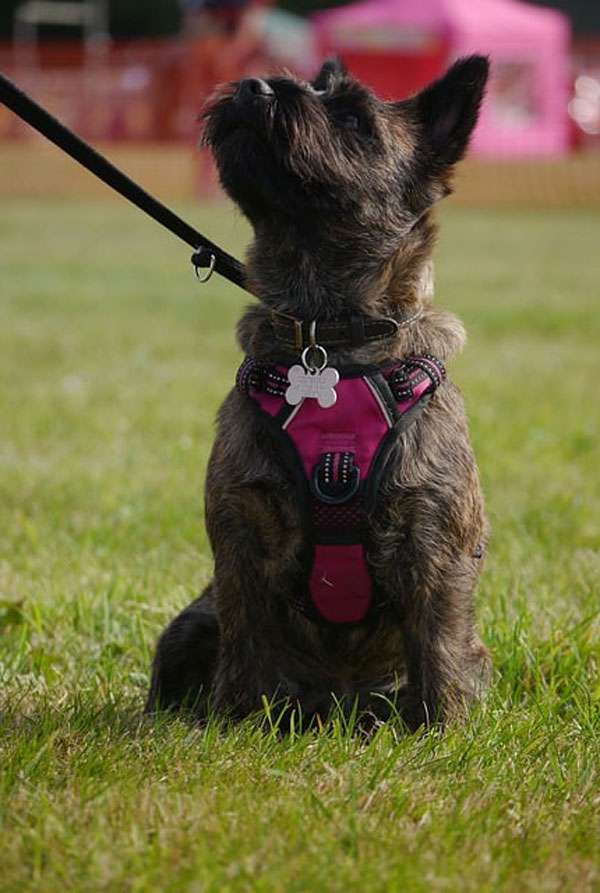 Cout d'entretien d'un Cairn Terrier