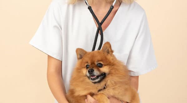 Chienne chez le vétérinaire pour une cystite