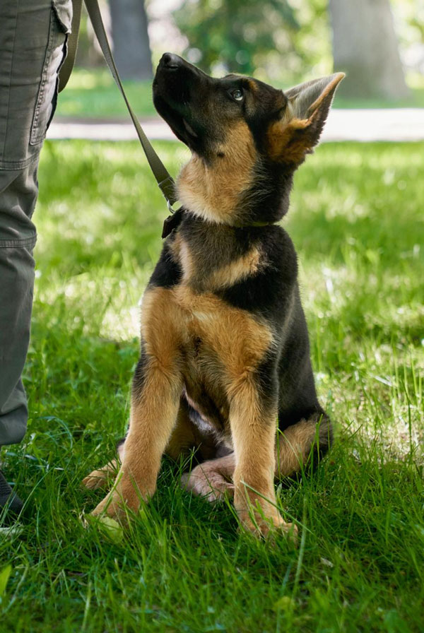 Education du chiot Berger Allemand