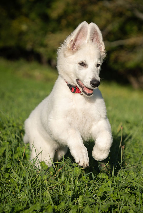 Education du chiot Berger Blanc Suisse
