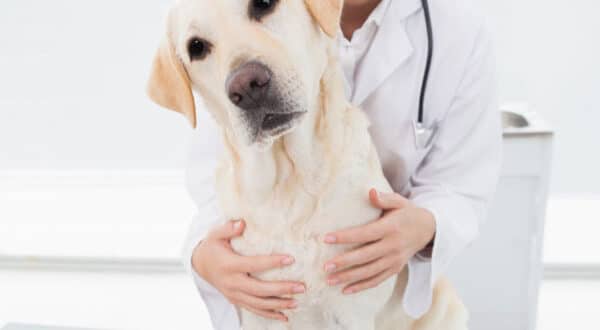 Chien atteint d'entropion chez le vétérinaire