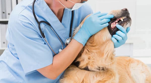 Chien avec une gingivite chez le vétérinaire