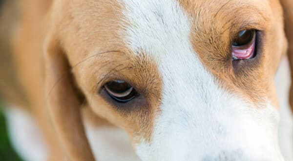 Beagle avec glande nictitante