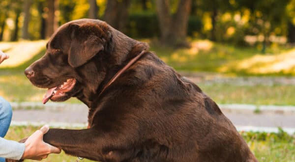 Chien avec un hygroma au coude