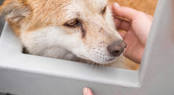 Chien atteint d'hyperthyroïdie