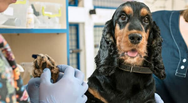 Chien avec un kyste chez le vétérinaire