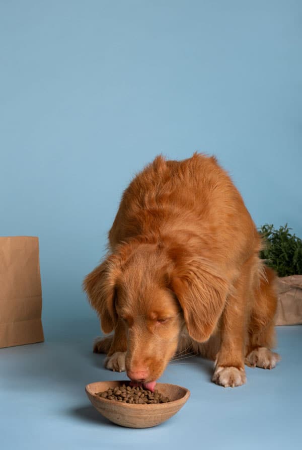 Chien avec maladie de malabsorption