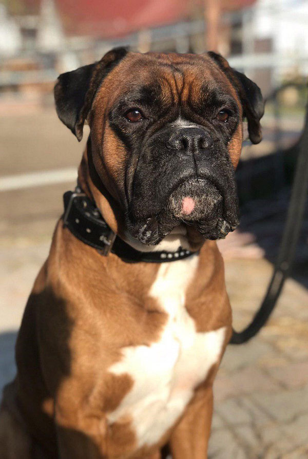 Maladies du Boxer