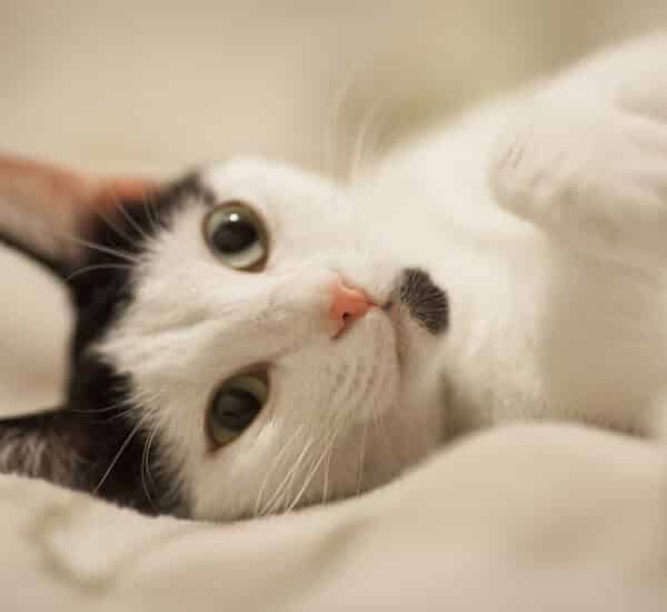 Langage corporel d'un chat apaisé