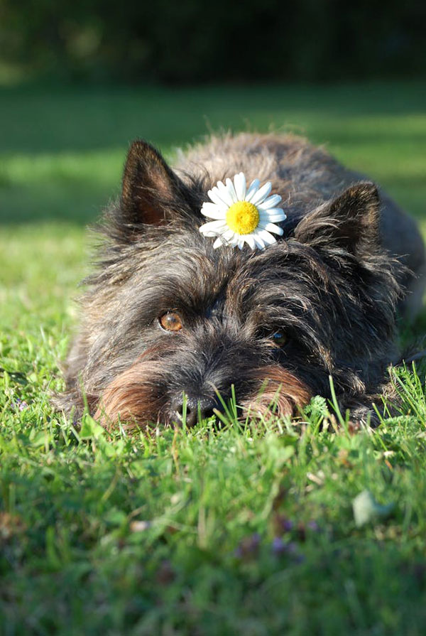Origine du Cairn Terrier