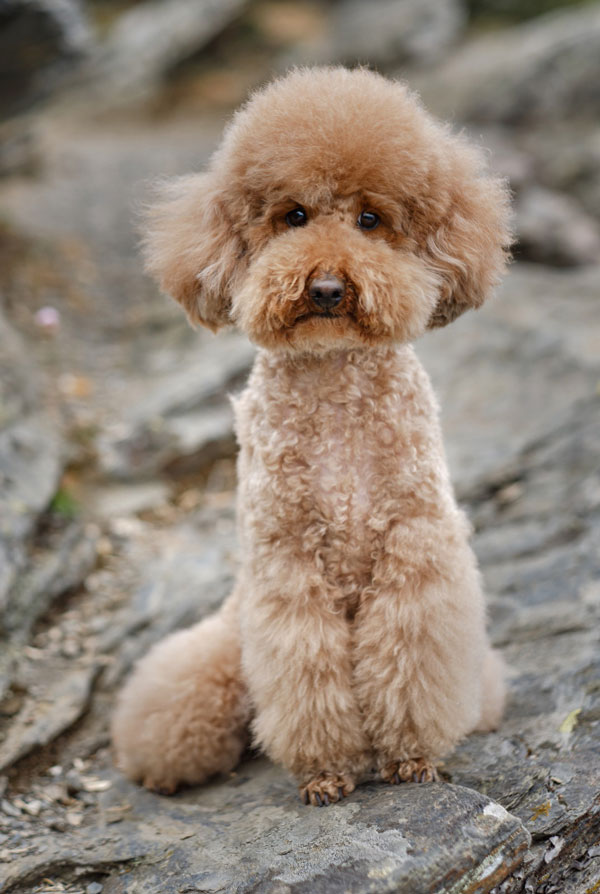 Origine du Caniche
