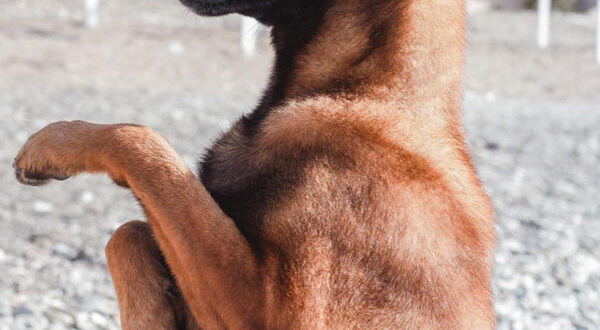 Prix d'achat Berger Belge Malinois