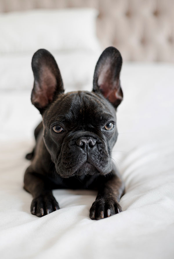 Prix d'achat Bouledogue Français