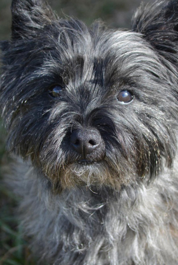 Prix d'achat Cairn Terrier