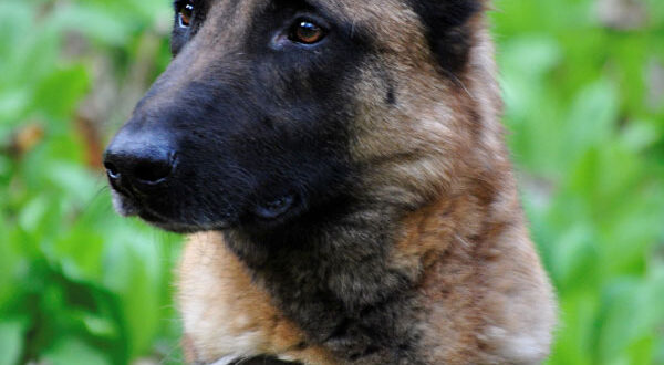 Santé du Berger Belge Malinois