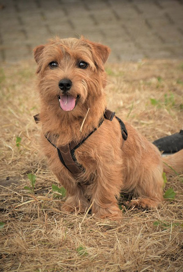 Santé du Cairn Terrier
