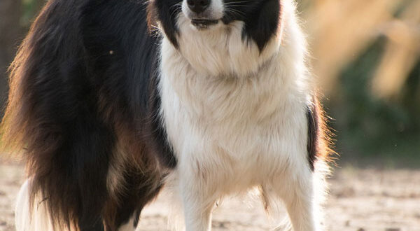 Souscrire assurance Border Collie