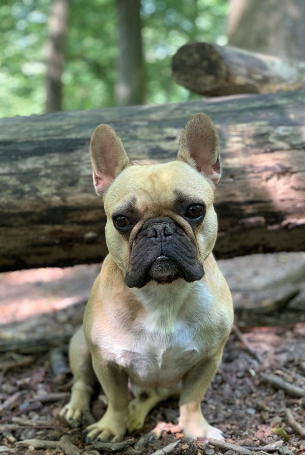 Souscrire assurance Bouledogue Français