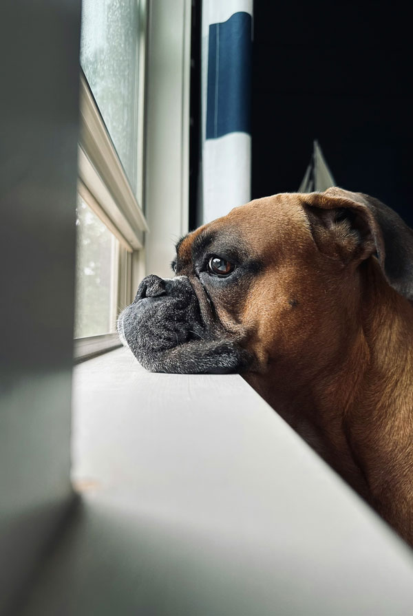 Souscrire assurance Boxer
