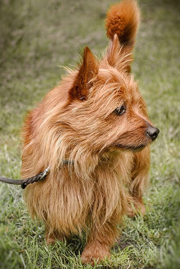 Souscrire assurance Cairn Terrier