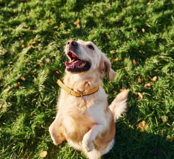 Chien heureux dans l'herbe qui veut jouer