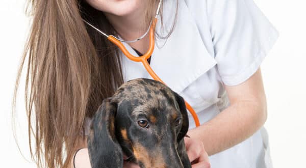 Chien avec un testicule ectopique chez le vétérinaire