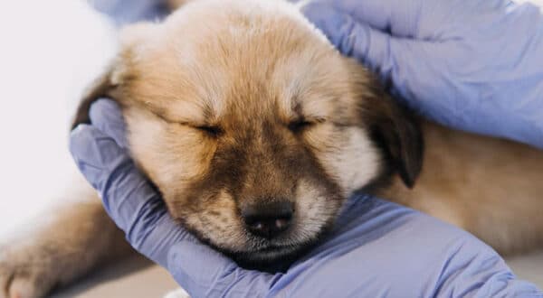 Chien chez le vétérinaire pour une toux du chenil