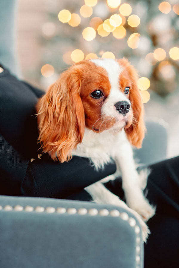 Accueillir un chiot Cavalier King Charles