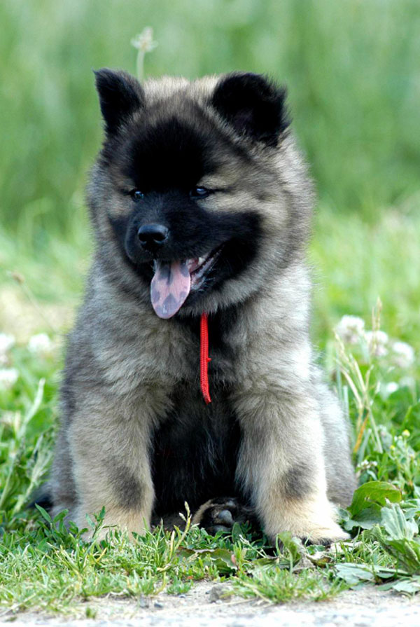 Accueillir un chiot Eurasier