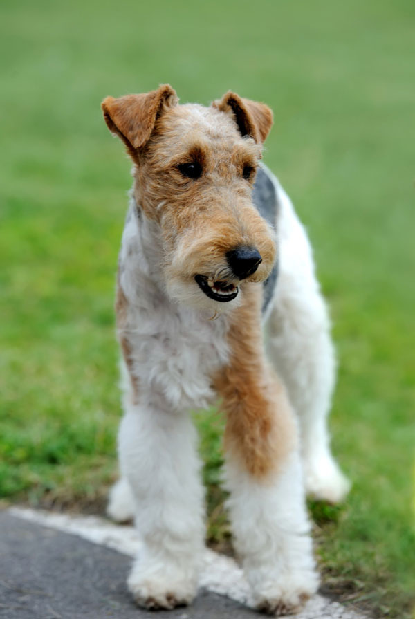 Accueillir un chiot Fox Terrier