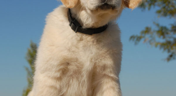 Accueillir un chiot Golden Retriever