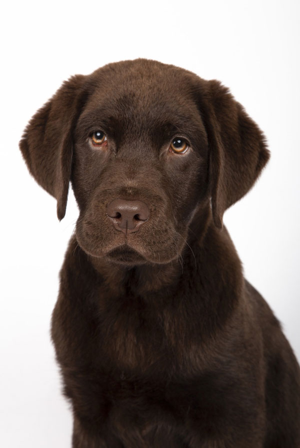 Accueillir un chiot Labrador