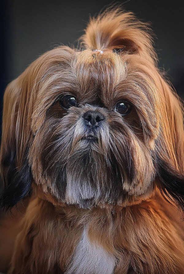 Accueillir un chiot Lhassa Apso