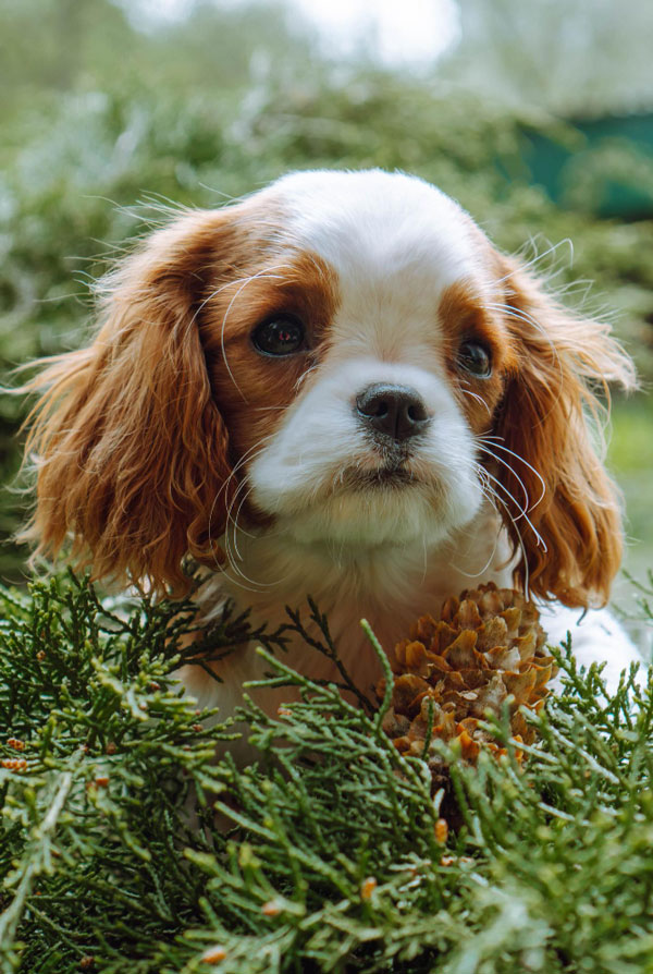 Activités physiques chiot Cavalier King Charles