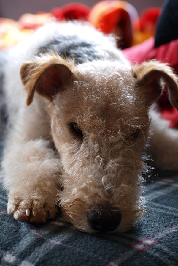 Activités physiques chiot Fox Terrier