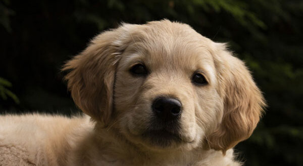 Activités physiques chiot Golden Retriever