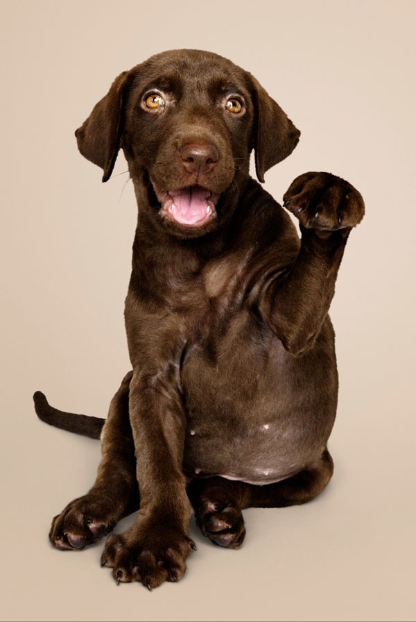Activités physiques chiot Labrador