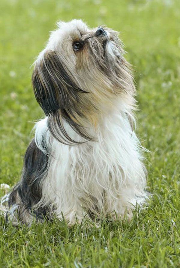 Activités physiques chiot Lhassa Apso