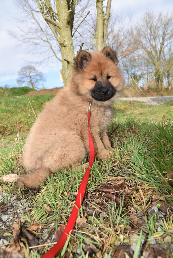 Caractéristiques physiques de l'Eurasier