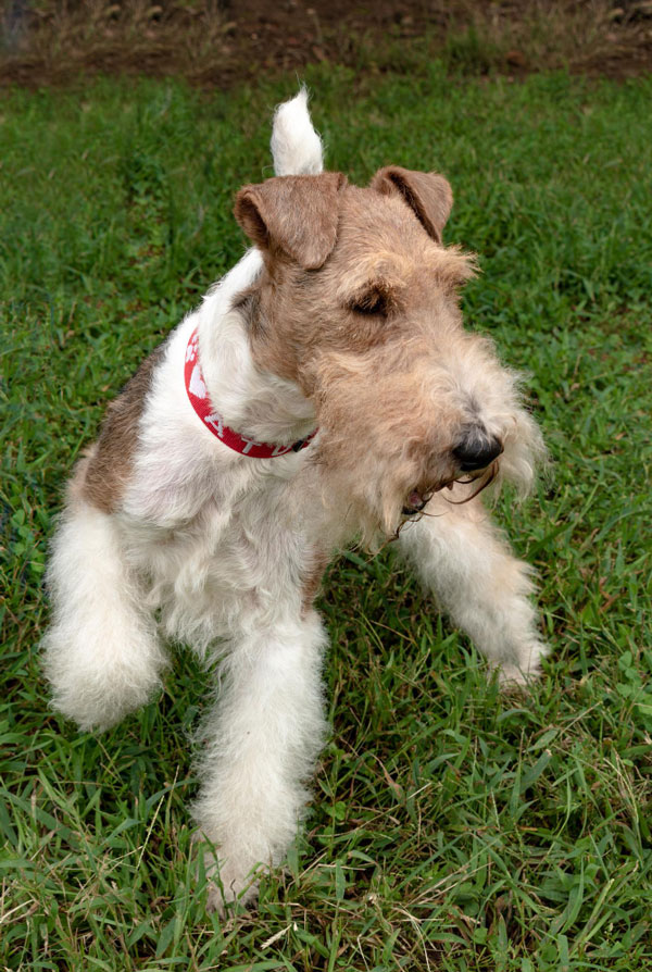 Caractéristiques physiques du Fox Terrier