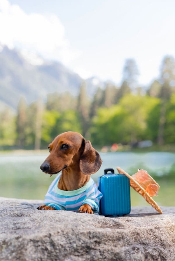 chien dans les montage avec sa petite valise
