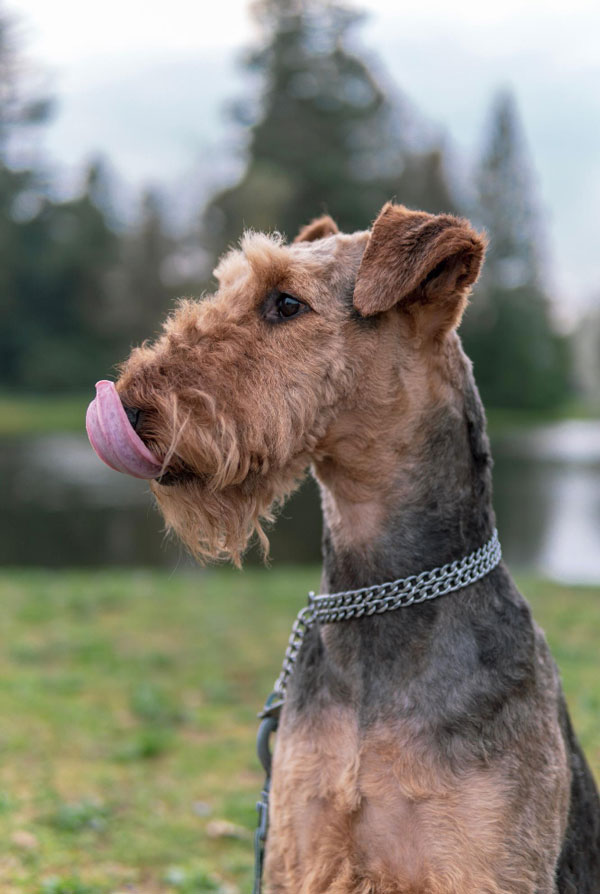 Comportement du Fox Terrier