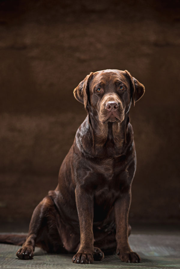 Comportement du Labrador
