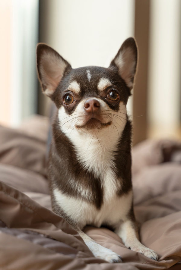 Cout d'entretien d'un Chihuahua