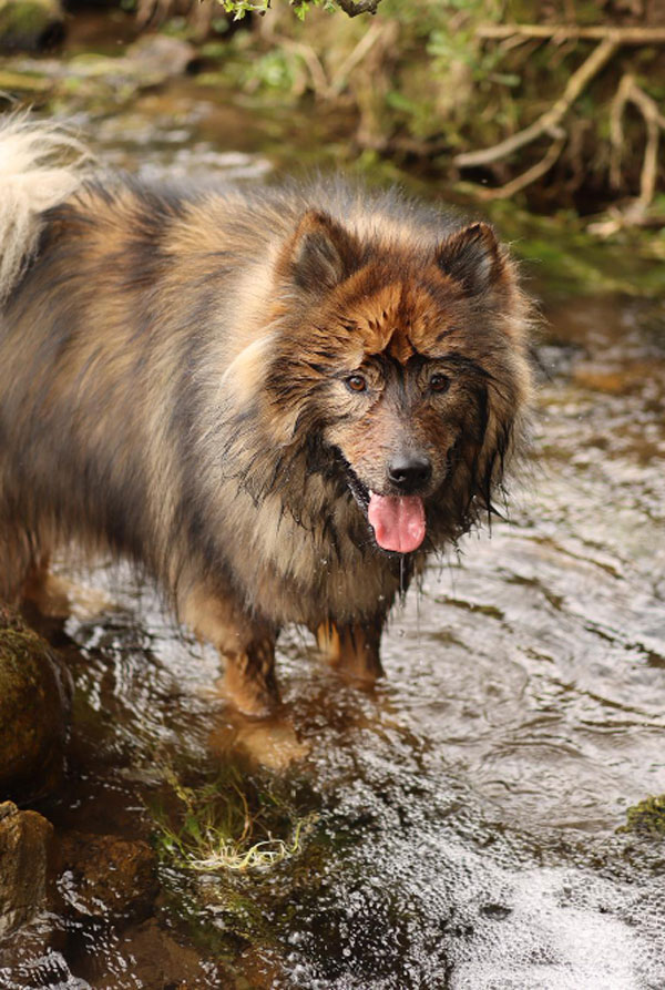 Cout d'entretien d'un Eurasier