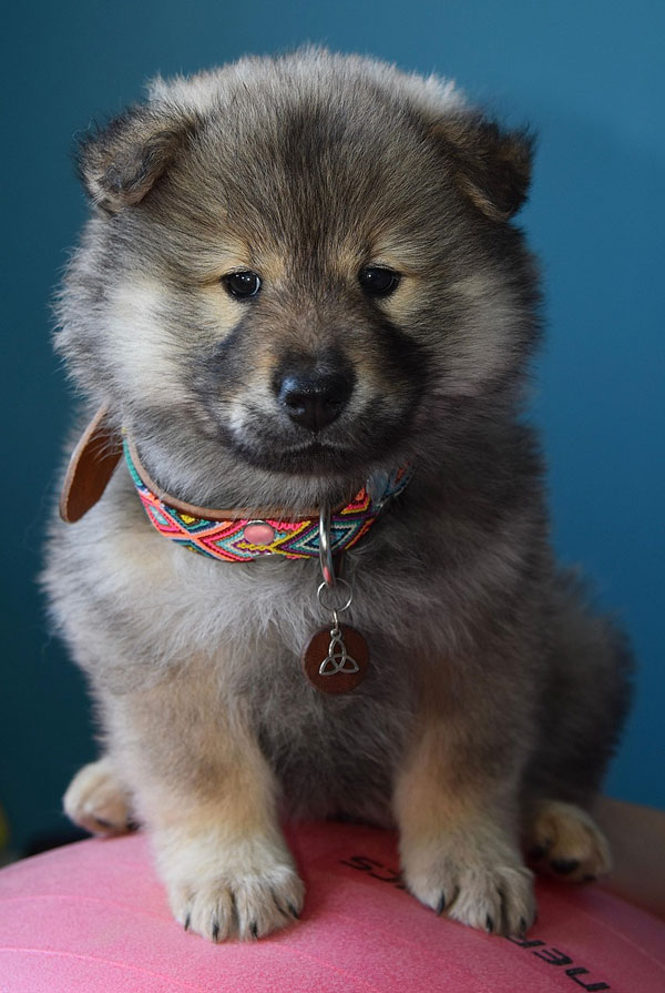 Education du chiot Eurasier