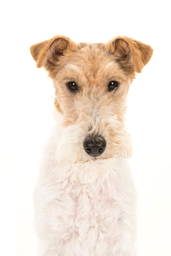 Education du chiot Fox Terrier